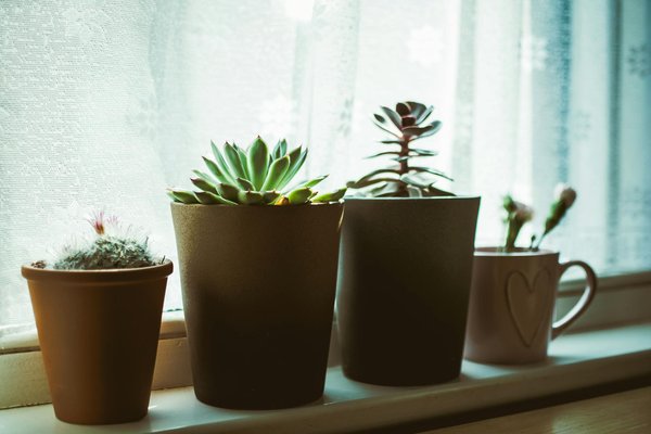 How to Set Up an Indoor Succulent Garden to Brighten UK Winter Months?