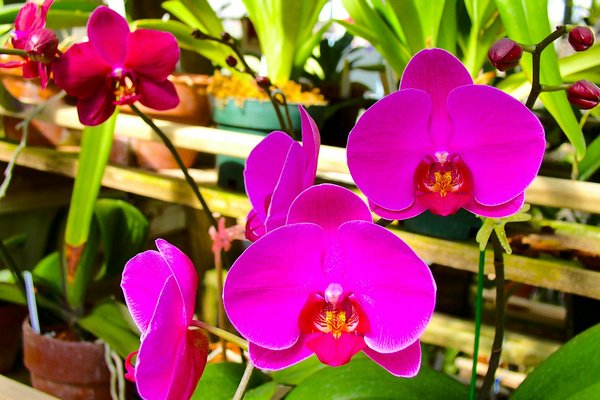 What Are the Specific Steps to Cultivate a Thriving UK Orchid Collection?