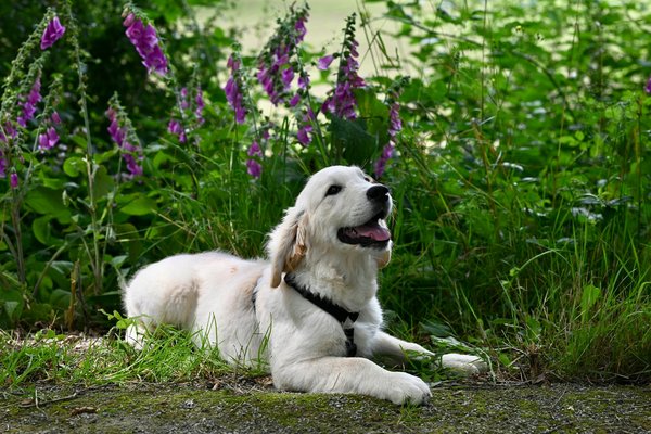 How do you create a pet-friendly garden using native UK plants?